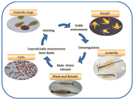 autocatalytic