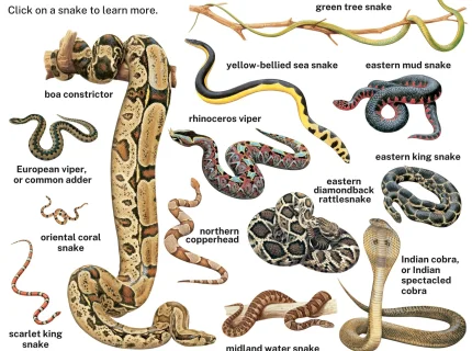 snakes