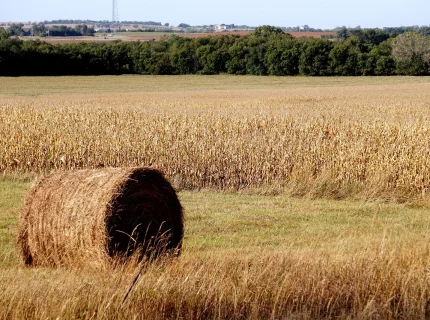 hayfield