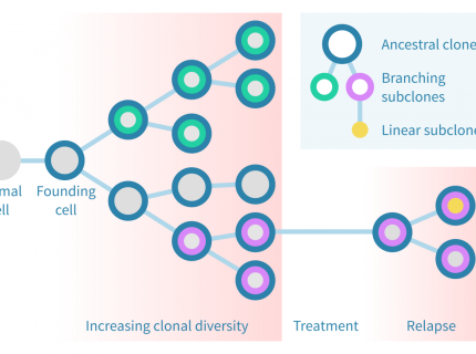 clonal