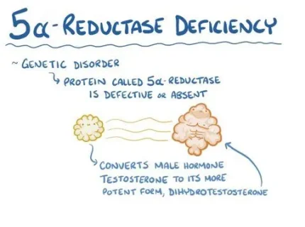 reductase