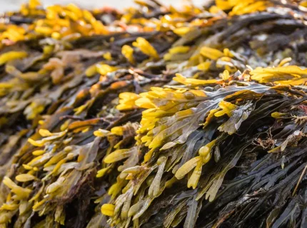 rockweed