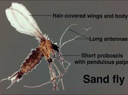 sandfly