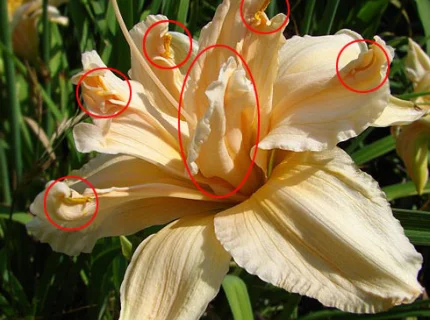 petaloid