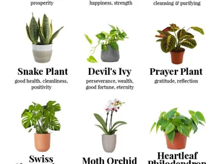 houseplant