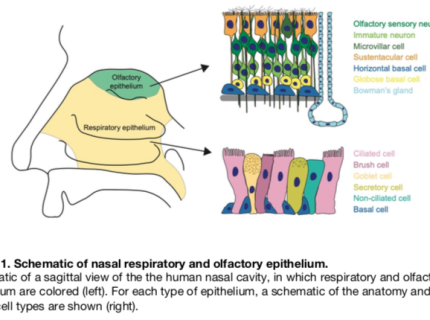 sustentacular
