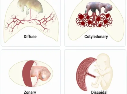 zonary