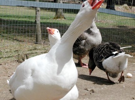 goosey