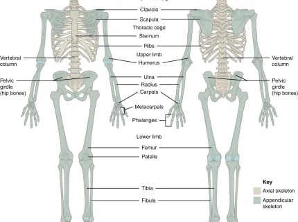 appendicular