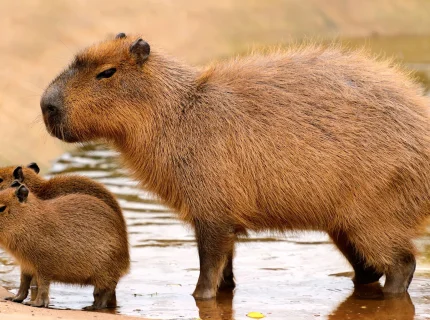 Capybara