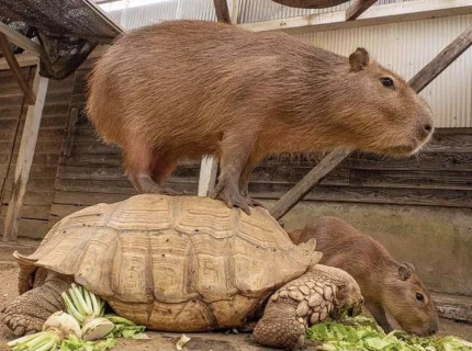 Hydrochoerus