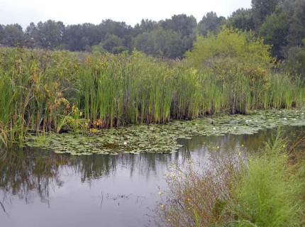 swampland