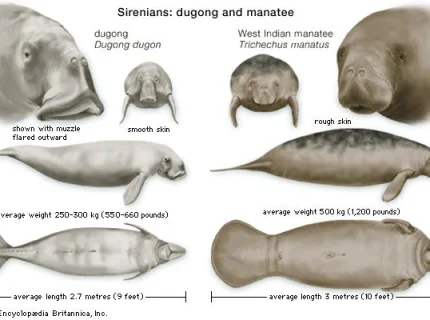 manatee