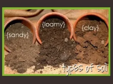clayey