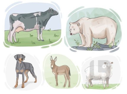 quadruped