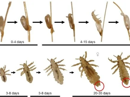lice