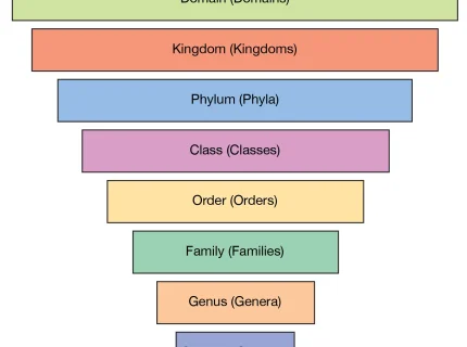 genera