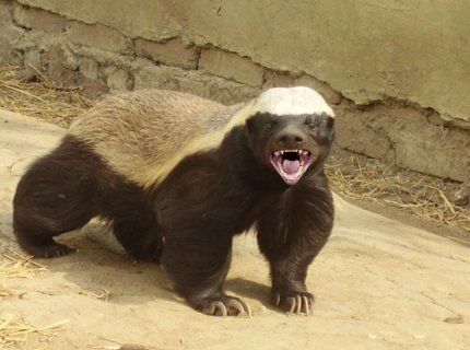 ratel
