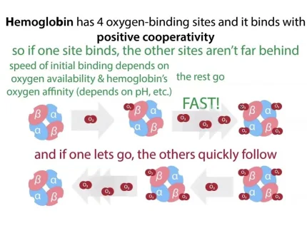 cooperativity