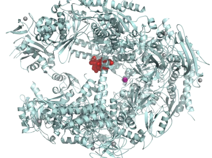 transferase