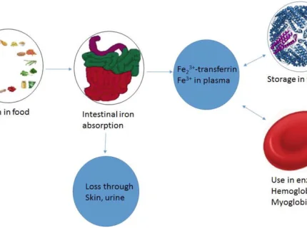 transferrin
