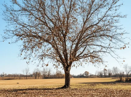 leafless