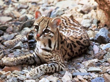 ocelot
