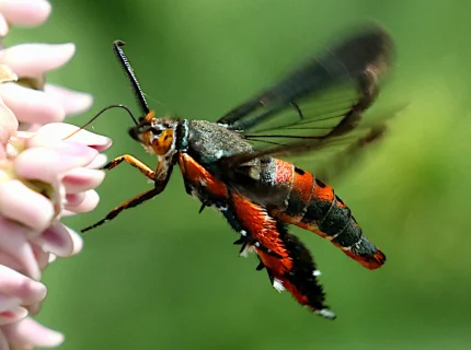 hovering