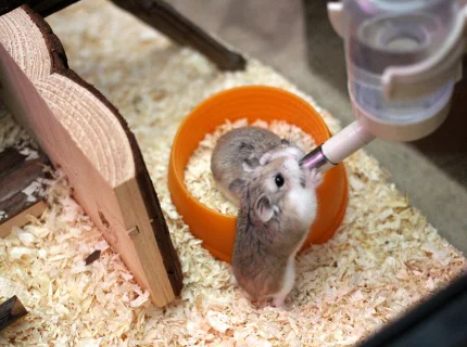 sipper