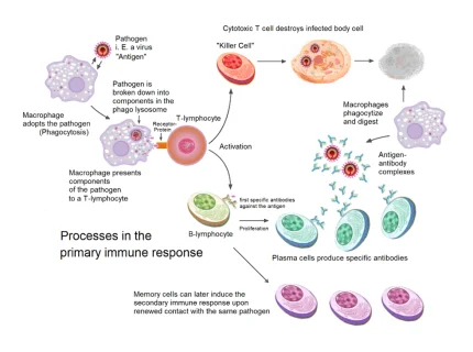immunological