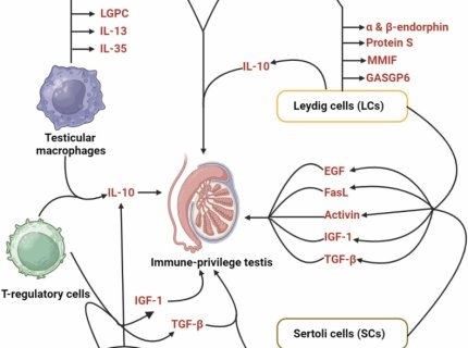 immunologically