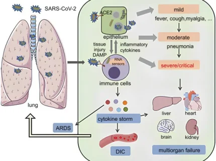 immunopathology