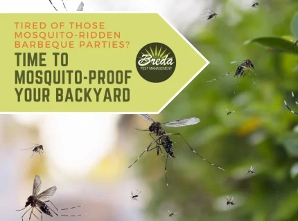 mosquito-ridden