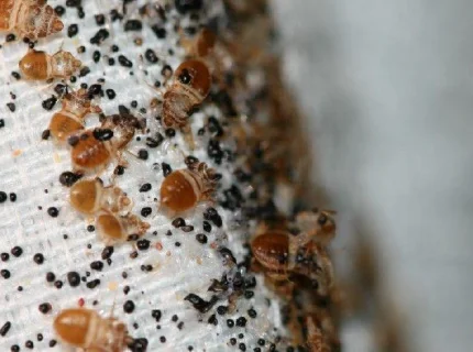 infested