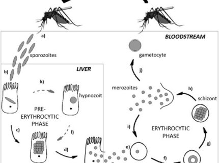 parasitemia