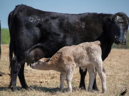 calved