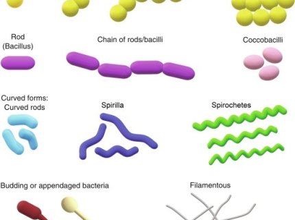 spirilla