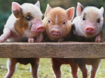 piggy