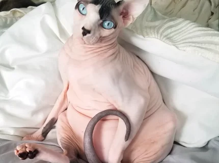 hairless
