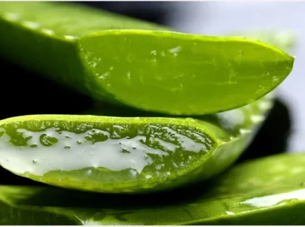 aloe
