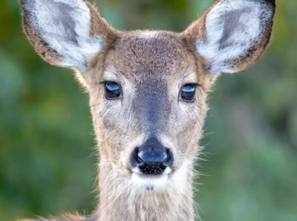 eyed