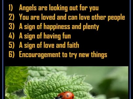 ladybug