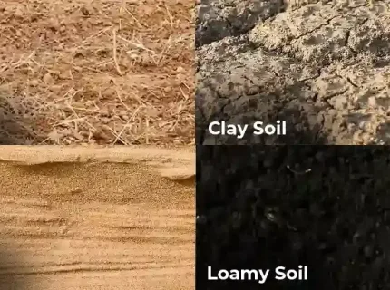 silty