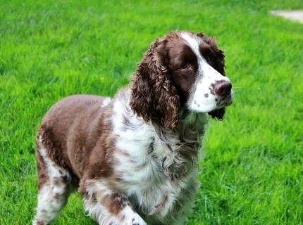 springer