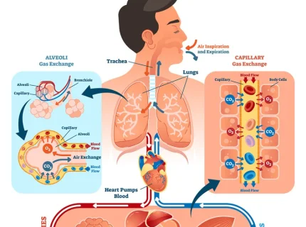 oxygenation