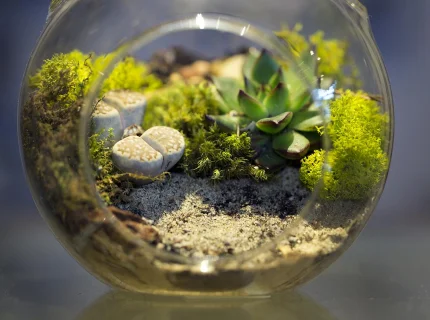 terrarium