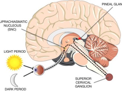 pineal
