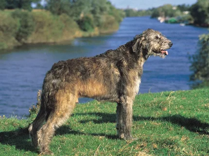 wolfhound