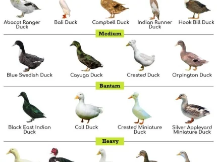 duck