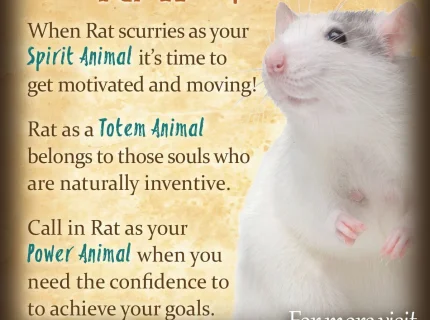 rat